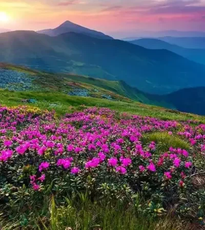 valley-of-flowers-2